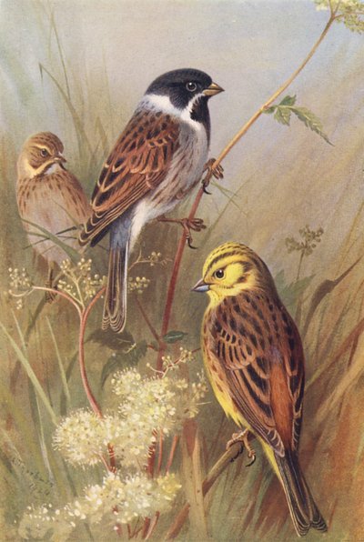 Reed-Bunting (erkek ve dişi), Sarı Kiraz Kuşu veya Sarı Çekiç (renkli lito) by Archibald Thorburn