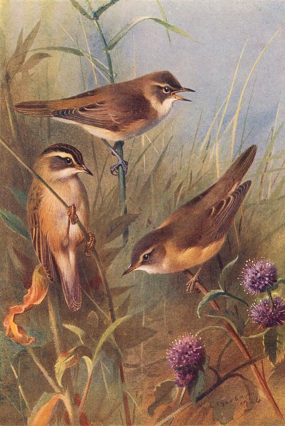 Reed-Warbler, Sedge-Warbler, Marsh-Warbler (renkli lito) by Archibald Thorburn