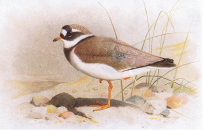 Ringed Plover, Birds of the British Isles ve Onların Yumurtalarından, Frederick Warne & Co Ltd, 1958 by Archibald Thorburn