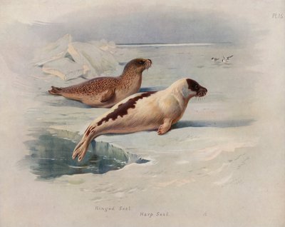 Halkalı Mühür, Arp Mührü by Archibald Thorburn