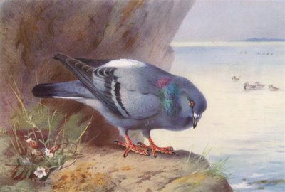 Kaya Güvercini (renkli lito) by Archibald Thorburn
