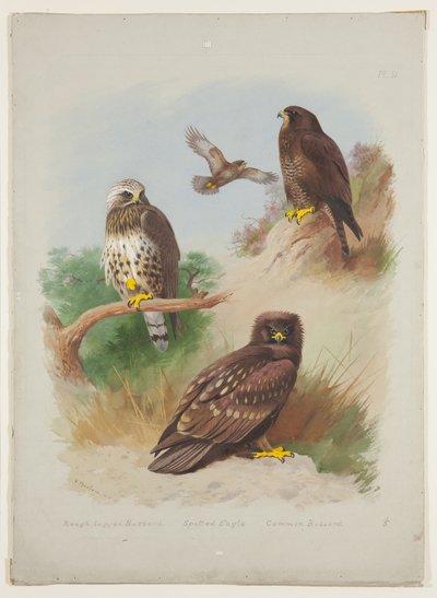 Kaba bacaklı şahin, benekli kartal ve şahin, 1915 dolayları (karakalem üzerine arap zamkı ile suluboya ve gövde boyası) by Archibald Thorburn