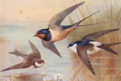 Sand-Martin, Swallow, Martin (renkli lito) by Archibald Thorburn