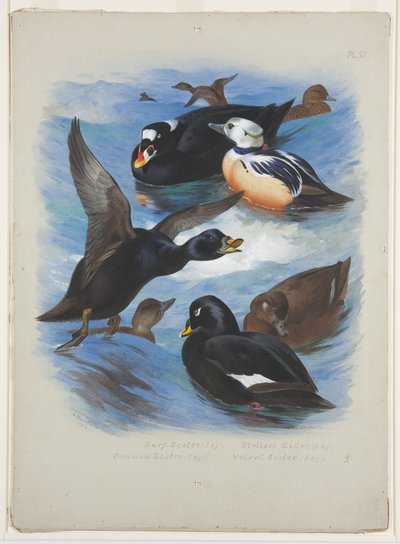 Scoters and stellers eider, c.1915 (kağıt üzerine kurşun kalem üzerine suluboya ve gövde rengi) by Archibald Thorburn