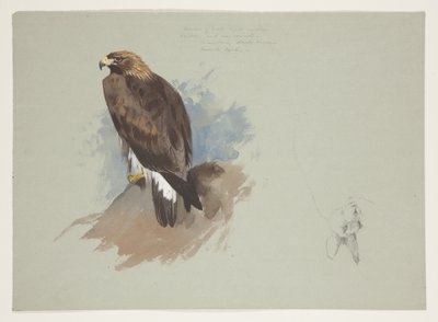 Deniz kartalı ve tavşanın kalem çizimi, c.1915 (kağıt üzerine kurşun kalem üzerine suluboya ve gövde rengi) by Archibald Thorburn
