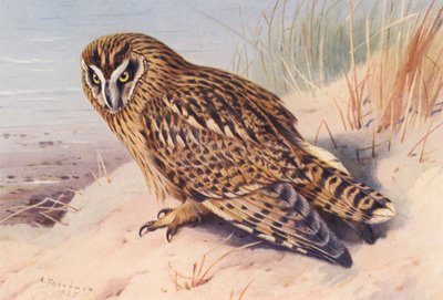 Kısa Kulaklı Baykuş (renkli lito) by Archibald Thorburn