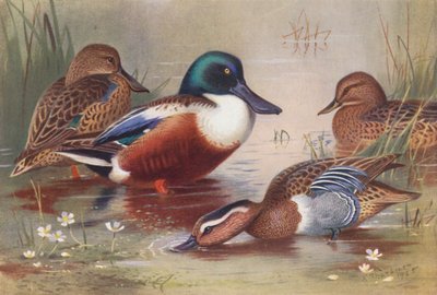 Shoveler (erkek ve dişi), Garganey (erkek ve dişi) (renkli lito) by Archibald Thorburn