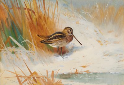 acele içinde su çulluğu by Archibald Thorburn