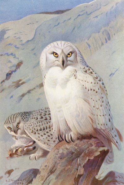 Karlı Baykuş (renkli lito) by Archibald Thorburn