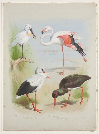 Kaşık gagası, flamingo ve leylek, c.1915 (kağıt üzerine kurşun kalem üzerine suluboya ve gövde rengi) by Archibald Thorburn