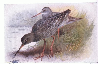 Frederick Warne & Co Ltd, 1958 tarafından yayınlanan Britanya Adaları Kuşları ve Yumurtalarından Benekli Redshank by Archibald Thorburn