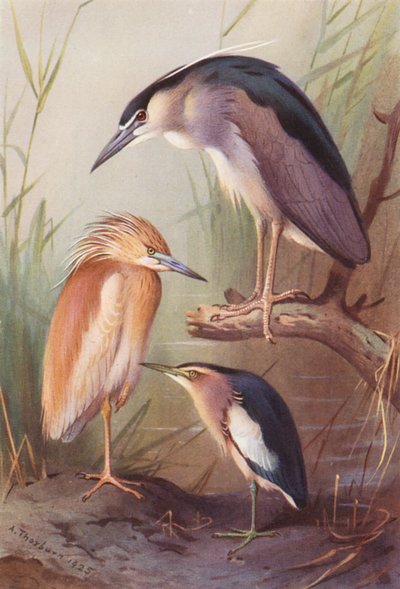 Gagalı Balıkçıl, Gece Balıkçılı, Küçük Batağan (renkli lito) by Archibald Thorburn