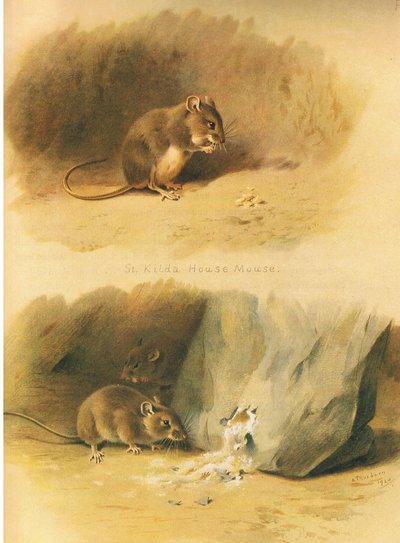 Longmans and Co tarafından yayınlanan Thorburns Memelilerden St Kilda Ev Faresi ve Ortak Fare, c. 1920 by Archibald Thorburn