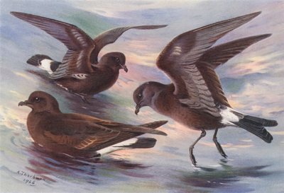 Fırtına-Petrel, Leach