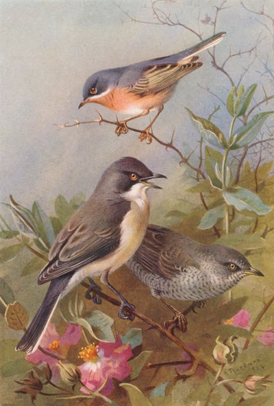 Subalpine Warbler, Orphean Warbler, Barred Warbler (renkli lito) by Archibald Thorburn