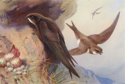 Swift, Alpine Swift (renkli lito) by Archibald Thorburn