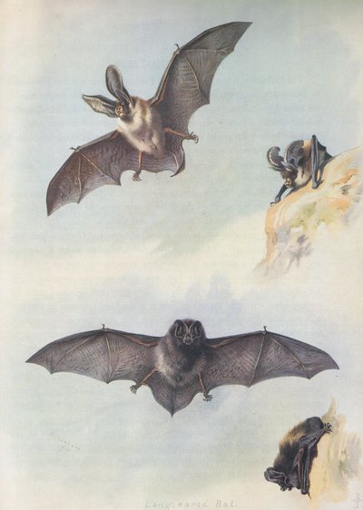 Barbastelle by Archibald Thorburn