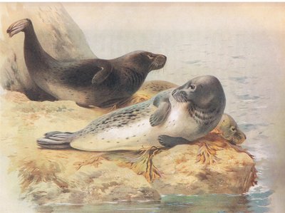 Longmans and Co tarafından yayınlanan Thorburns Mammals