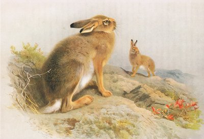 Longmans and Co, c tarafından yayınlanan Thorburns Memelilerden sonbaharda Dağ Tavşanı ve İrlanda Tavşanı. 1920 by Archibald Thorburn