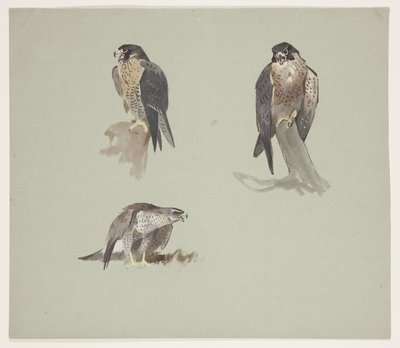 Üç renkli erkek peregrine çizimi, c.1915 (kağıt üzerine kurşun kalem üzerine suluboya ve gövde rengi) by Archibald Thorburn