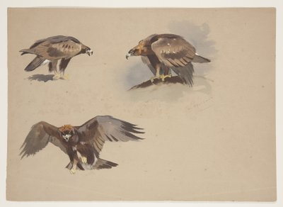 Altın kartalın üç küçük çizimi, 1915 dolayları (kağıt üzerine kurşun kalem üzerine suluboya ve gövde rengi) by Archibald Thorburn