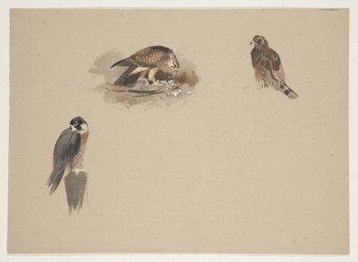Üç küçük peregrine şahin ve diğer 2 yırtıcı kuş vinyet, c.1915 (kağıt üzerine kurşun kalem üzerine suluboya ve gövde rengi) by Archibald Thorburn