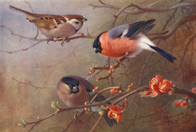 Tree-Sparrow, Bullfinch (erkek ve dişi) (renkli lito) by Archibald Thorburn