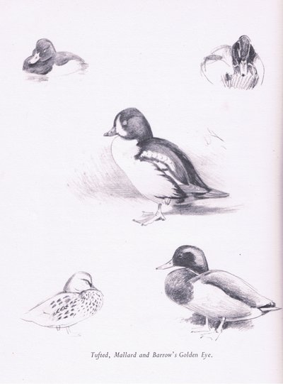 Tepeli Ördekler, Yeşilbaşlar, Barrows Goldeneye, 1938 by Archibald Thorburn