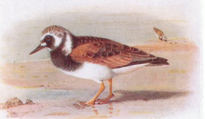 Turnstone, Frederick Warne & Co Ltd, 1958 tarafından yayınlanan Britanya Adaları Kuşları ve Yumurtalarından by Archibald Thorburn