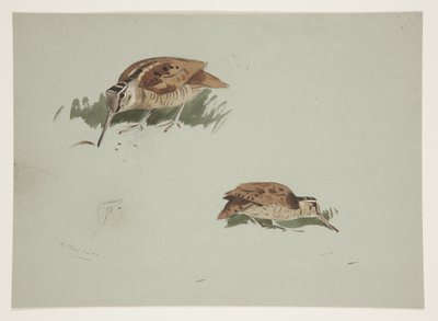 İki çulluk vinyet, c.1915 (kağıt üzerine kurşun kalem üzerine suluboya ve gövde rengi) by Archibald Thorburn