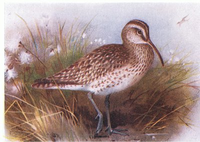Whimbrel, Birds of the British Isles ve Onların Yumurtaları