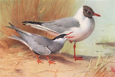 Bıyıklı Sumru, Kara Başlı Martı (yaz) (renkli lito) by Archibald Thorburn