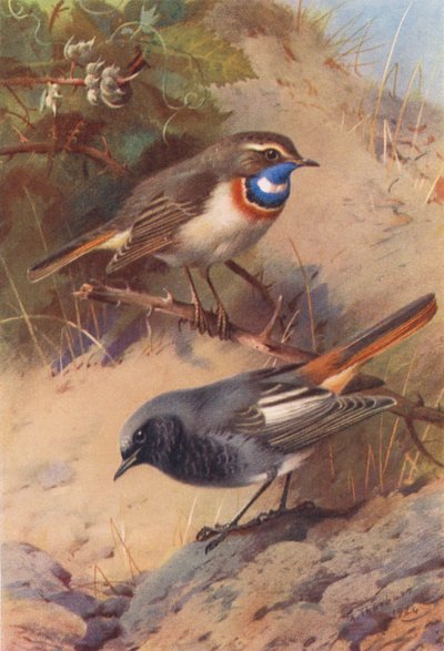 Beyaz Benekli Mavi Boğaz, Kara Kızılkartal (renkli lito) by Archibald Thorburn