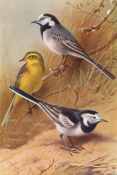 Beyaz Kuyruksallayan, Sarı Kuyruksallayan, Alaca Kuyruksallayan (renkli lito) by Archibald Thorburn