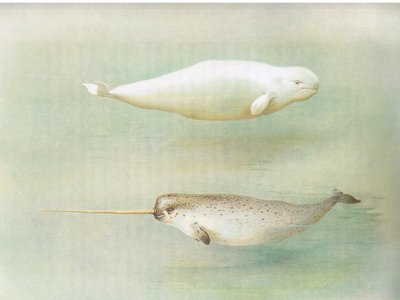 White Whale ve Narwhal, Longmans and Co, c tarafından yayınlanan Thorburns Mammals