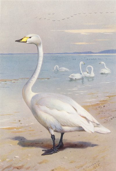 Whooper Swan (renkli lito) by Archibald Thorburn
