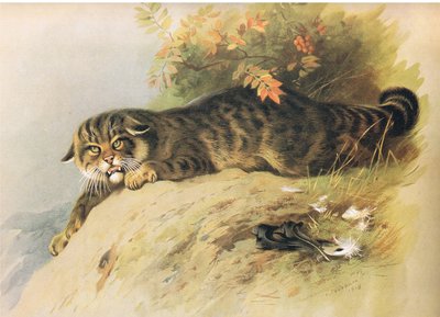 Longmans and Co tarafından yayınlanan Thorburns Mammals