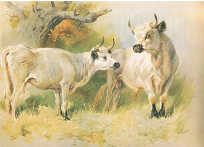yaban sığırı by Archibald Thorburn