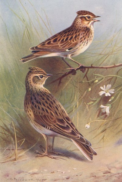 Wood-Lark, Sky-Lark (renkli taş baskı) by Archibald Thorburn