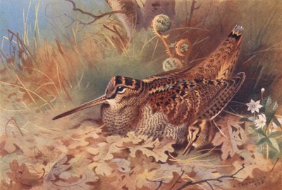 Woodcock (renkli lito) by Archibald Thorburn