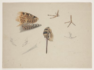 Çulluk gagası, ayakları ve kanadı, c.1915 (kağıt üzerine kurşun kalem üzerine suluboya ve gövde rengi) by Archibald Thorburn