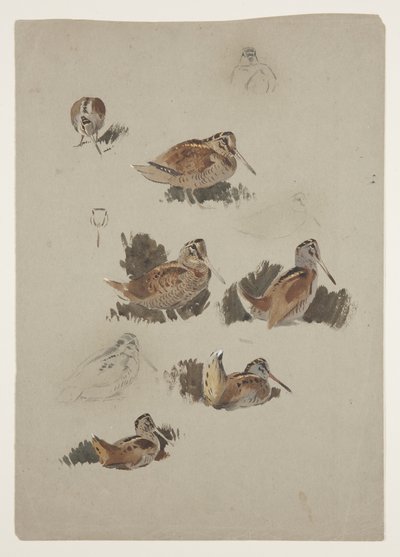 Woodcock, c.1915 (kağıt üzerine kurşun kalem üzerine suluboya ve gövde rengi) by Archibald Thorburn