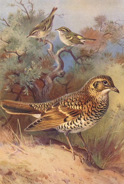 Sarı Kaşlı Ötleğen, Pallas Söğütbülbülü, Ak Ardıçkuşu (renkli lito) by Archibald Thorburn
