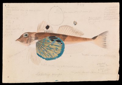 Kelebek Gurnard, Lepidotrigla vanessa by Arthur Bartholomew