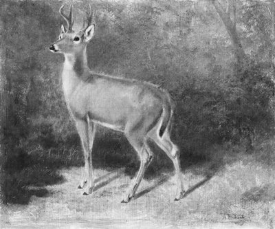 Doğadan DeerSketch, ca. 1882. by Arthur Fitzwilliam Tait