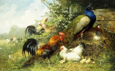 Tavuk ve Tavus Kuşları, 1899 by Arthur Fitzwilliam Tait