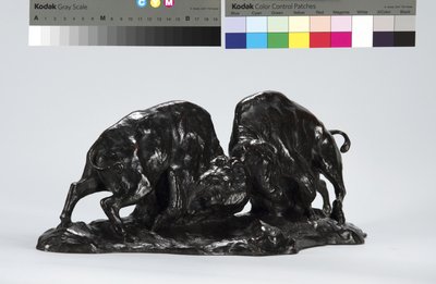 İki Dövüş Bufalo by Arthur Putnam