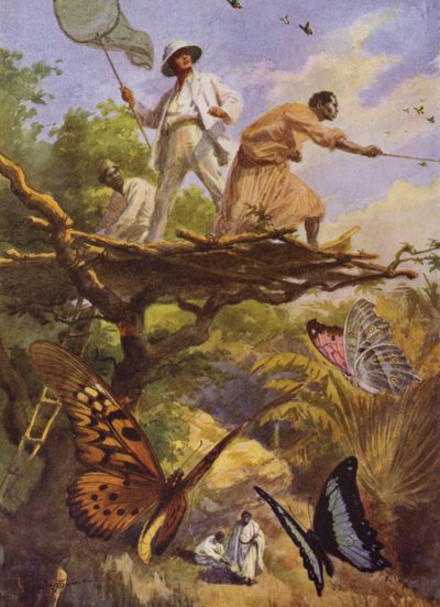 Güzel Kelebekler: Madagaskar