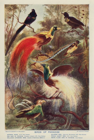  by Arthur Twidle