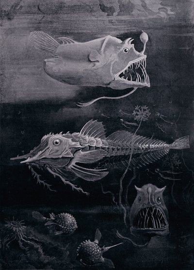 Derin Deniz Balığı by Arthur Twidle